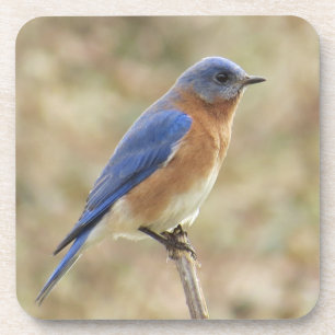 Bluebird Coaster