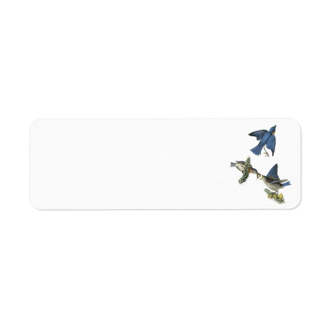 Bluebird de l'Est par Audubon (Devant)