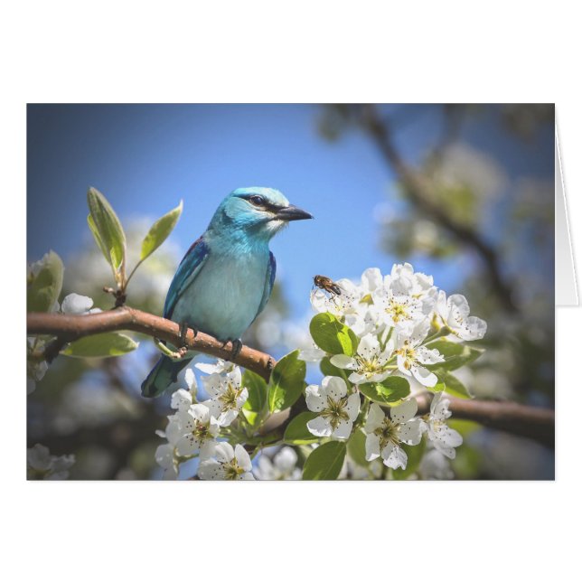 Bluebird de montagne (Devant Horizontal)