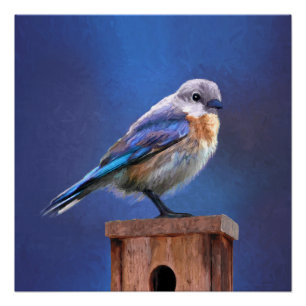 Bluebird (Female) Painting - Original Bird Art Poster