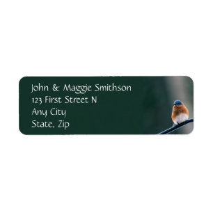 Bluebird Garden Bird Faune Nature Custom