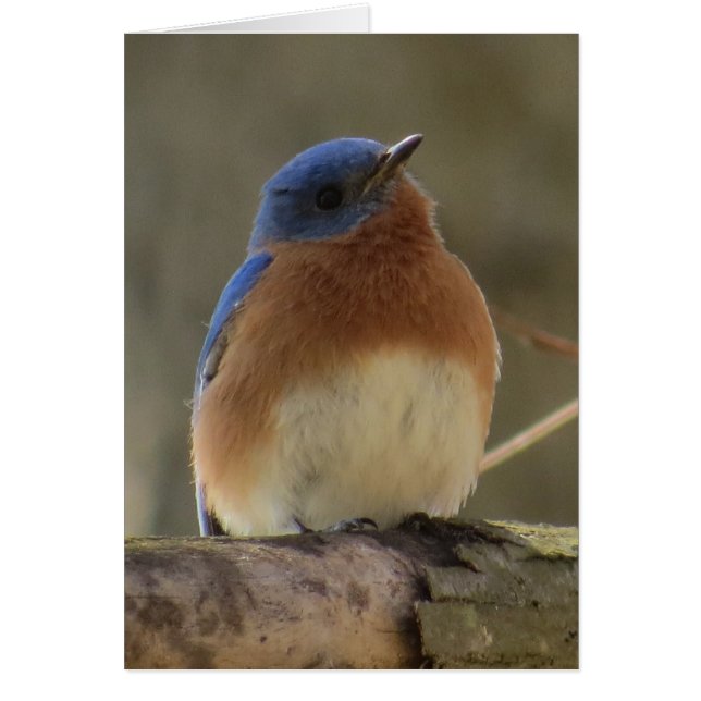 Bluebird Greeting Card (Front)