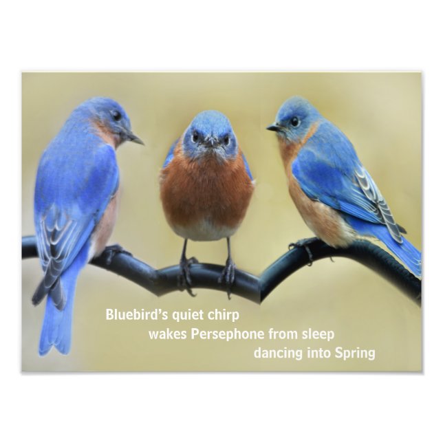Bluebird Haiku Poster (Front)