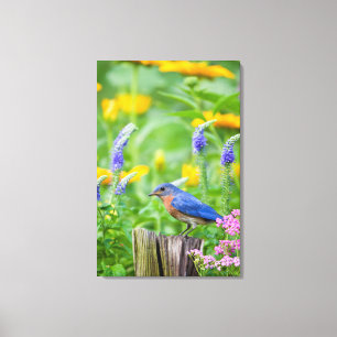 Bluebird male on fence post in flower garden canvas print