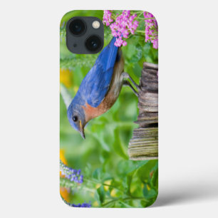 Bluebird male on fence post in flower garden iPhone 13 case