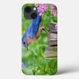 Bluebird male on fence post in flower garden iPhone 13 case