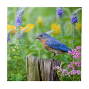 Bluebird male on fence post in flower garden tile