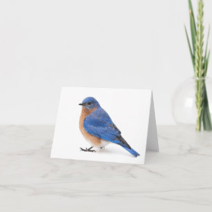 Bluebird Note Card