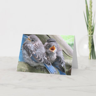 Bluebird Note Card