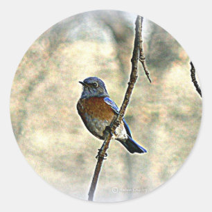 Bluebird of Happiness Classic Round Sticker