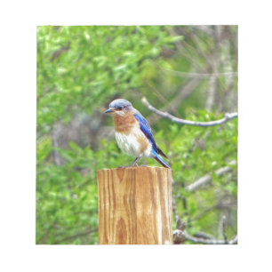 Bluebird on a Fence Post Notepad