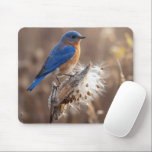 Bluebird on a Milkweed Pod Mouse Pad<br><div class="desc">A vibrant bluebird perched on a dried milkweed pod displays its bright plumage against a softly blurred background</div>