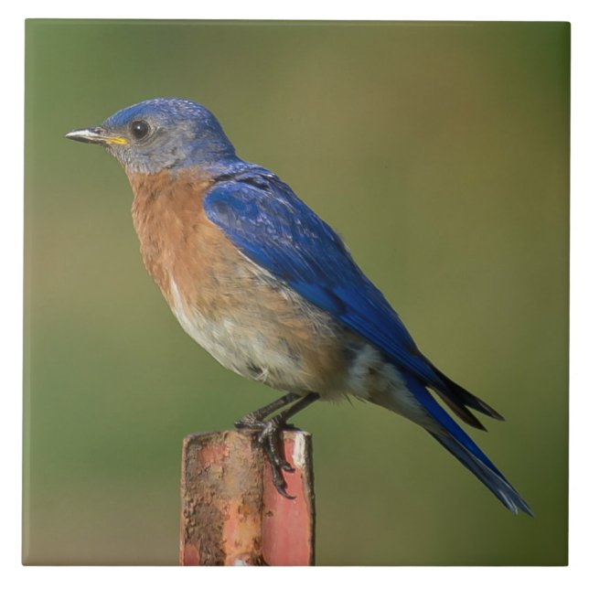 BLUEBIRD ON A STAKE TILE (Front)