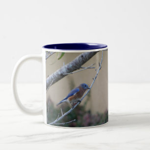 Bluebird on Branch Eastern Bluebird Lovers Two-Tone Coffee Mug