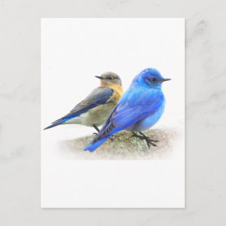 bluebird pair, male and female mountain bluebirds postcard
