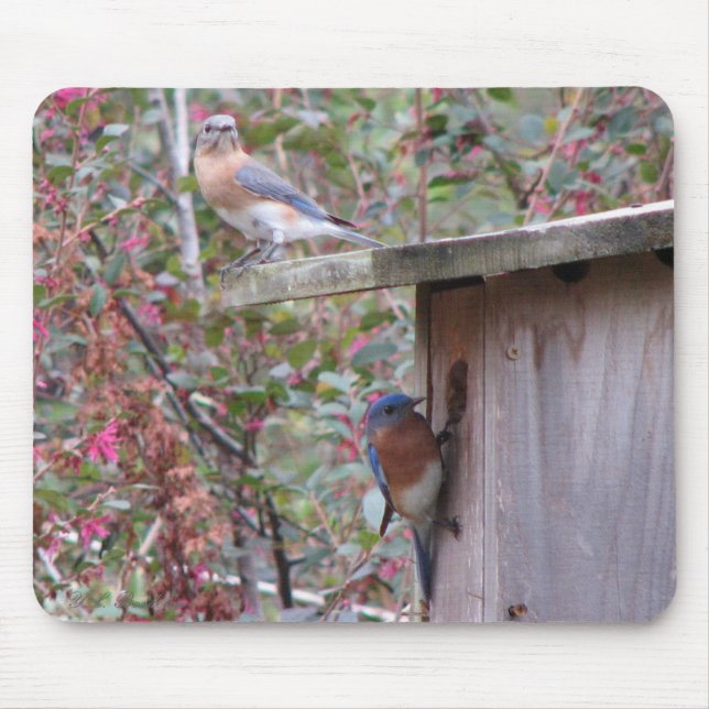 Bluebird Pair Mousepad (Front)