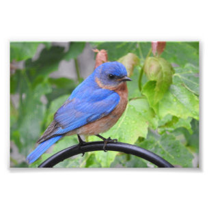 Bluebird Photo Print