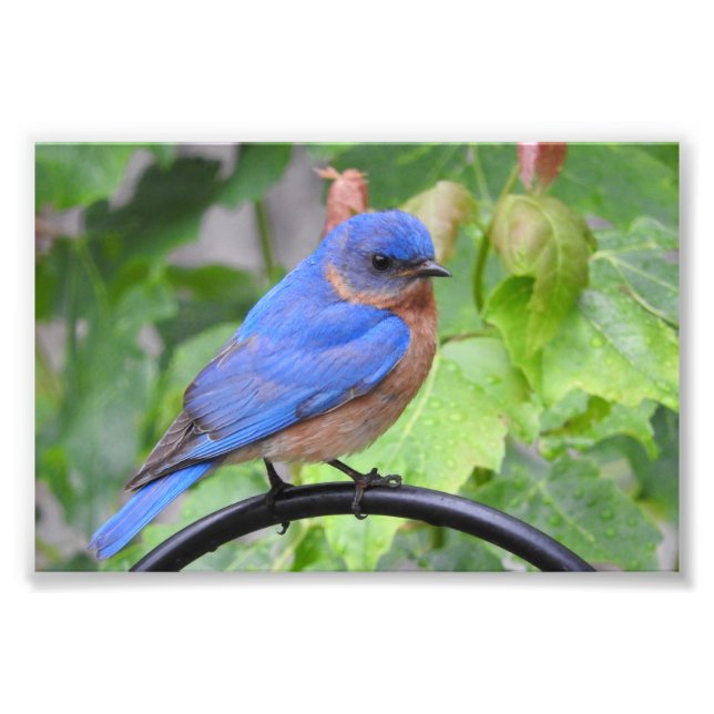 Bluebird Photo Print (Front)
