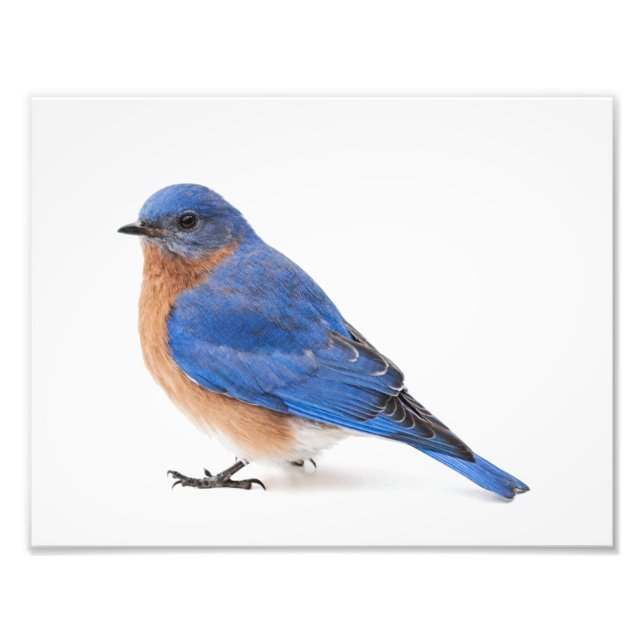 Bluebird Photo Print (Front)