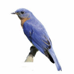 Bluebird Photo Sculpture Keychain<br><div class="desc">This Eastern bluebird makes a lovely 3D keychain</div>
