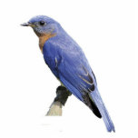 Bluebird Photo Sculpture Ornament<br><div class="desc">A pretty acrylic Eastern bluebird ornament</div>