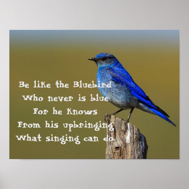 Bluebird Quote Poster (Front)
