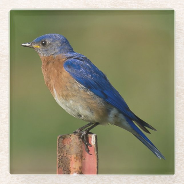 BLUEBIRD RESTING ON A STAKE GLASS COASTER (Front)