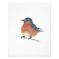 Bluebird Watercolor Fine Art