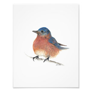 Bluebird Watercolor Fine Art Photo Print