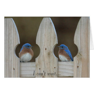 Bluebirds