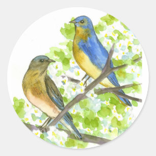 Bluebirds Hawthorn Tree Blooming Spring Flower Classic Round Sticker