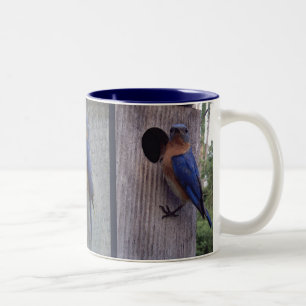 Bluebirds on Box Mug