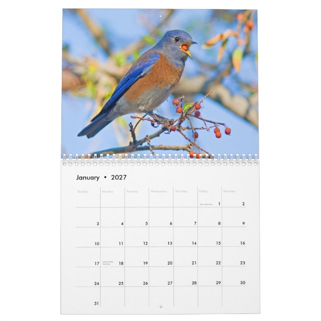 Bluebirds Wall Calendar (Jan 2027)