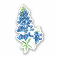 Bluebonnet