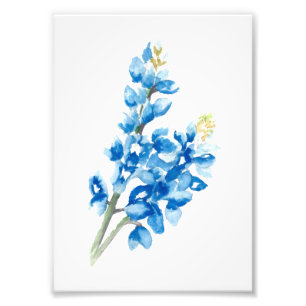 Bluebonnet 4 photo print