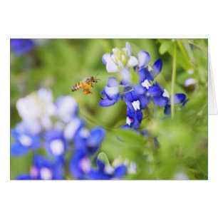 Bluebonnet and Bee
