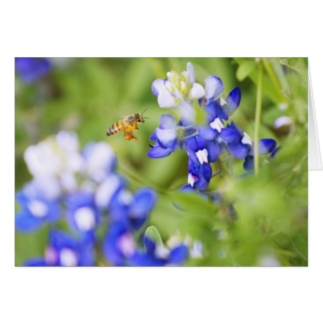 Bluebonnet and Bee (Front Horizontal)