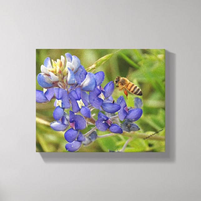 Bluebonnet and Bee photo canvas Print (Front)