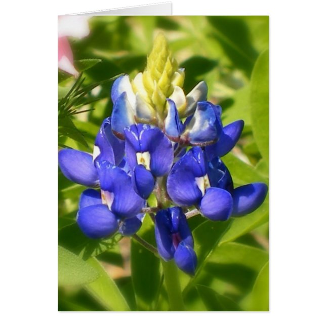 Bluebonnet de Texas (Devant)
