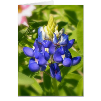 Bluebonnet du Texas