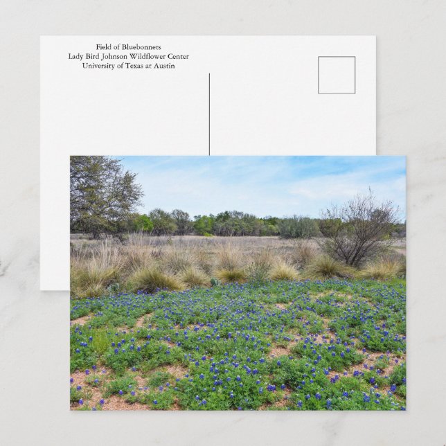 "Bluebonnet Field, Austin, Texas Postcard (Front/Back)