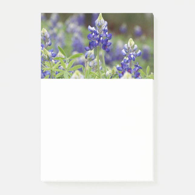 Bluebonnet Field Post it Notes (Front)