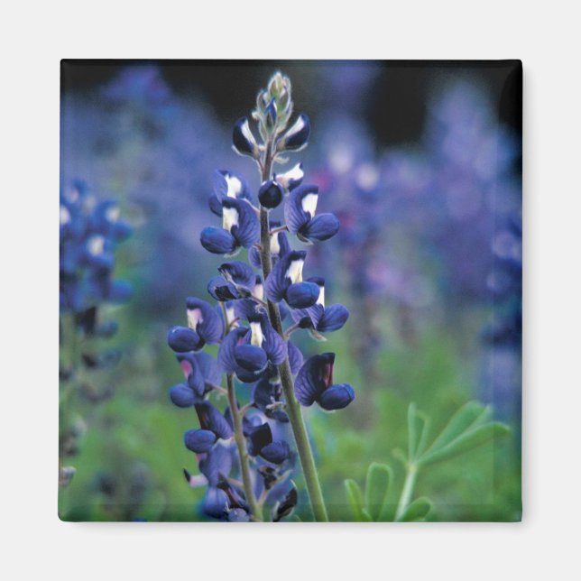 Bluebonnet Flower Texas Floral Blue Magnet (Front)