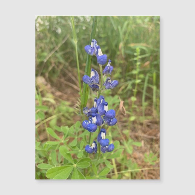 Bluebonnet Magnet (Front)