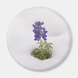 Bluebonnet neige - aimant