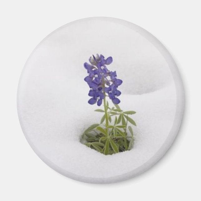 Bluebonnet neige - aimant (Devant)