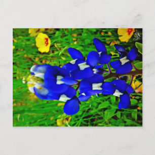 Bluebonnet On Willow City Loop, Willow City, TX Postcard