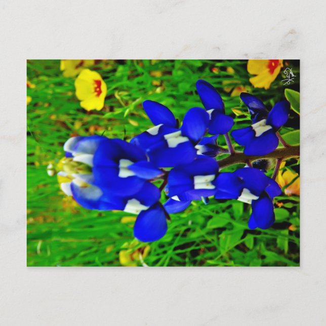 Bluebonnet On Willow City Loop, Willow City, TX Postcard (Front)