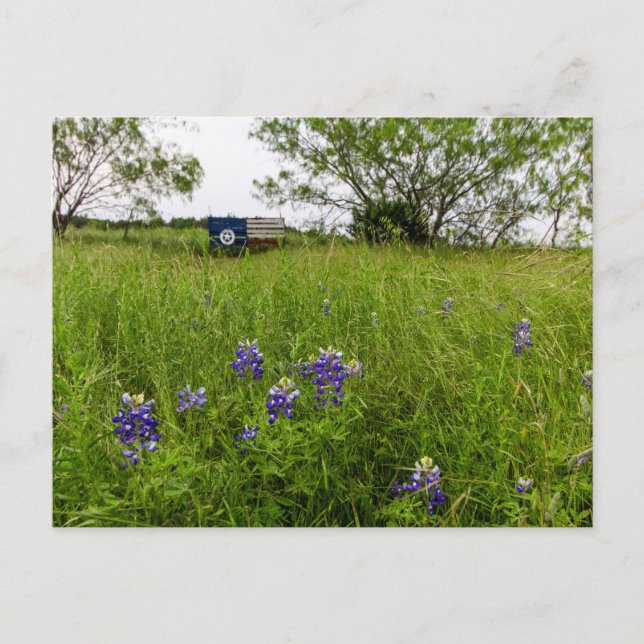 Bluebonnet Park, Ennis, Texas Postcard (Front)
