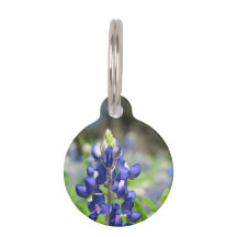 Bluebonnet